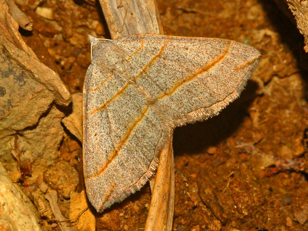 Scotopteryx luridata ??? (cf. mucronata)